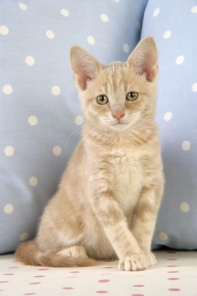 Cat - Cream Tabby kitten
