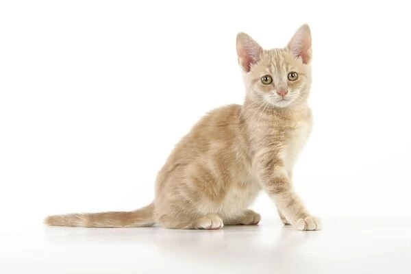 CAT. cream tabby kitten