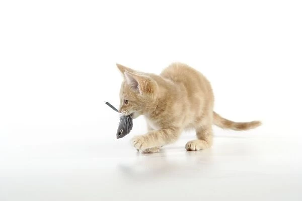CAT. cream tabby kitten playing with a toy mouse