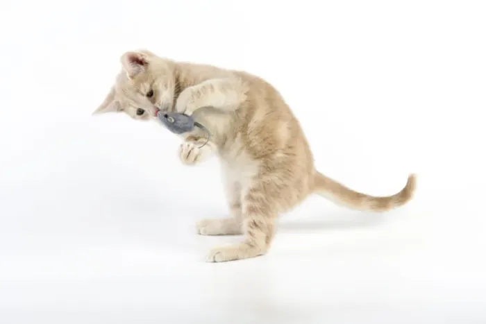 Framed Print : CAT. cream tabby kitten playing with a toy mouse Framed Print : CAT. cream tabby kitten playing with a toy mouse