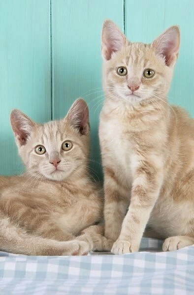 Cat. Cream Tabby Kittens