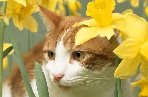 Cat - in daffodils