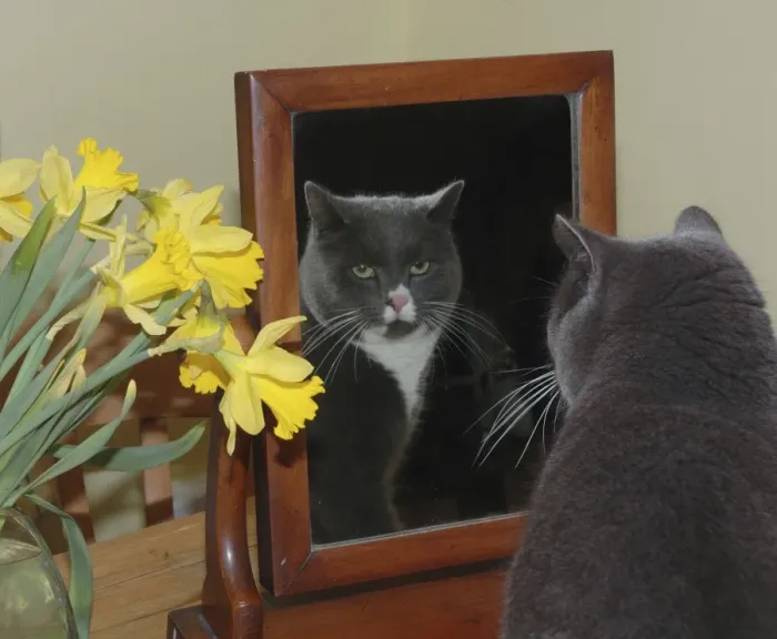 Framed Print : Cat - Dark grey cat looking at itself in the mirror Framed Print : Cat - Dark grey cat looking at itself in the mirror