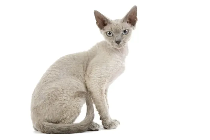 Framed Print : Cat - Devon Rex - blue - in studio Framed Print : Cat - Devon Rex - blue - in studio
