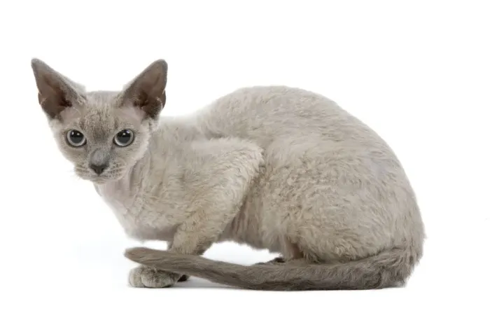 Framed Print : Cat - Devon Rex - blue - in studio Framed Print : Cat - Devon Rex - blue - in studio