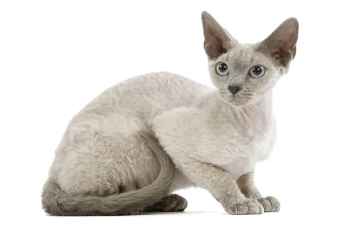 Framed Print : Cat - Devon Rex - blue - in studio Framed Print : Cat - Devon Rex - blue - in studio