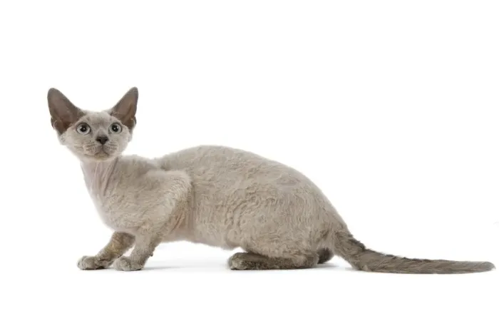 Framed Print : Cat - Devon Rex - blue - in studio Framed Print : Cat - Devon Rex - blue - in studio