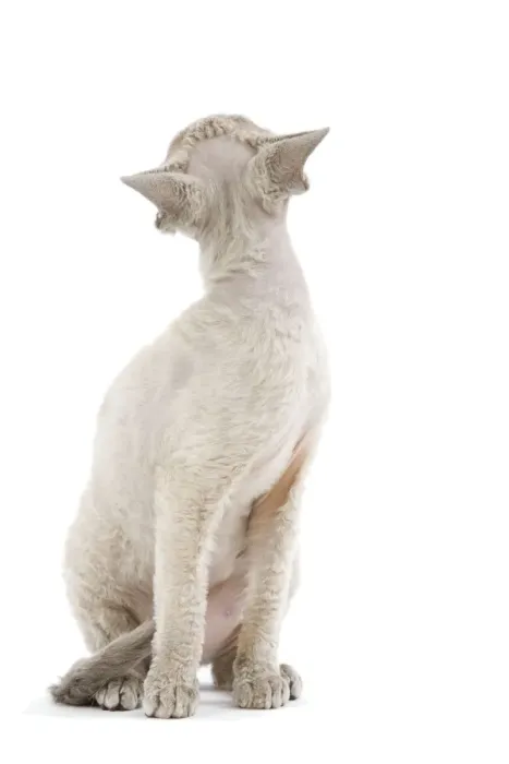 Framed Print : Cat - Devon Rex - blue - in studio looking away from camera Framed Print : Cat - Devon Rex - blue - in studio looking away from camera