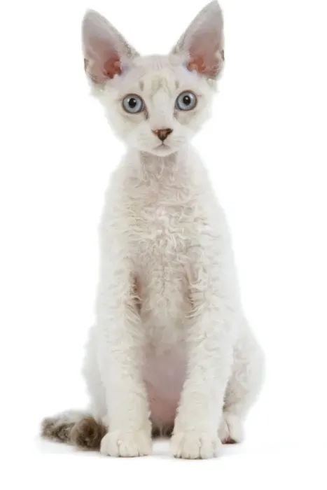 Framed Print : Cat - Devon Rex - Silver seal tabby - in studio