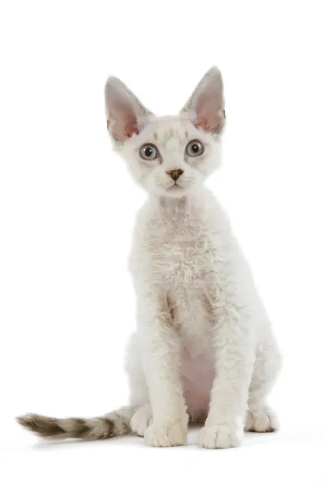 Framed Print : Cat - Devon Rex - Silver seal tabby - in studio Framed Print : Cat - Devon Rex - Silver seal tabby - in studio