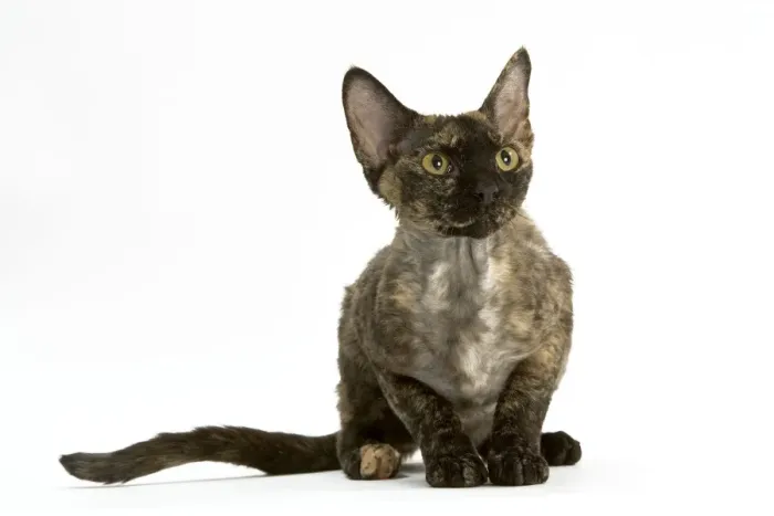 Framed Print : Cat - Devon Rex in studio Framed Print : Cat - Devon Rex in studio