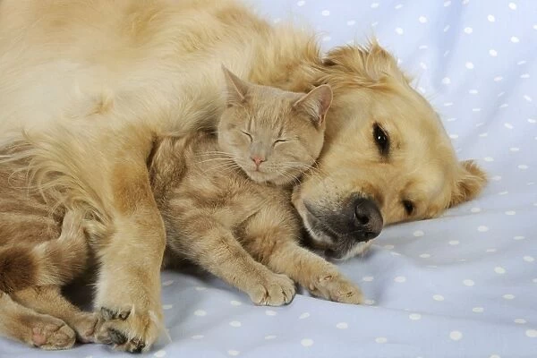 CAT & DOG. Cat laying with golden retriever laying down