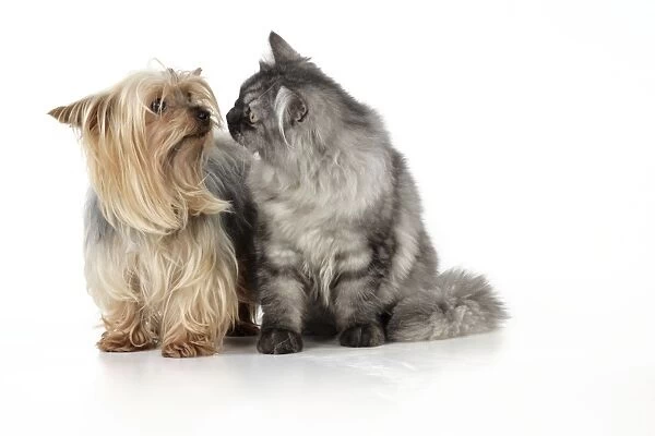 Cat & Dog - Chincilla X Persian. dark silver smoke with a Yorkshire Terrier dog