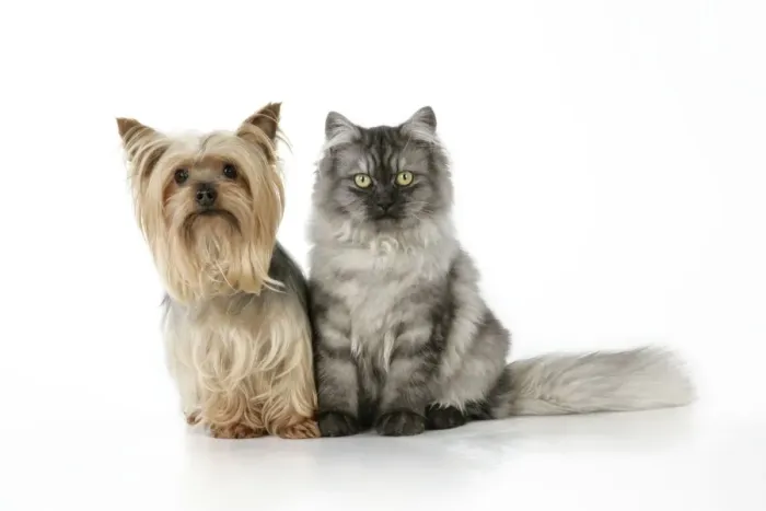 Framed Print : Cat & Dog - Chincilla X Persian. dark silver smoke with a Yorkshire Terrier dog Framed Print : Cat & Dog - Chincilla X Persian. dark silver smoke with a Yorkshire Terrier dog
