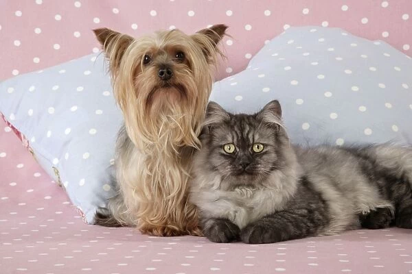 Cat & Dog - Chincilla X Persian. dark silver smoke with a Yorkshire Terrier dog Digital Manipulation: softend Cat's face / eyes
