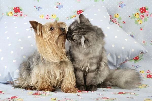 Cat & Dog. - Chincilla X Persian. dark silver smoke with a Yorkshire Terrier dog