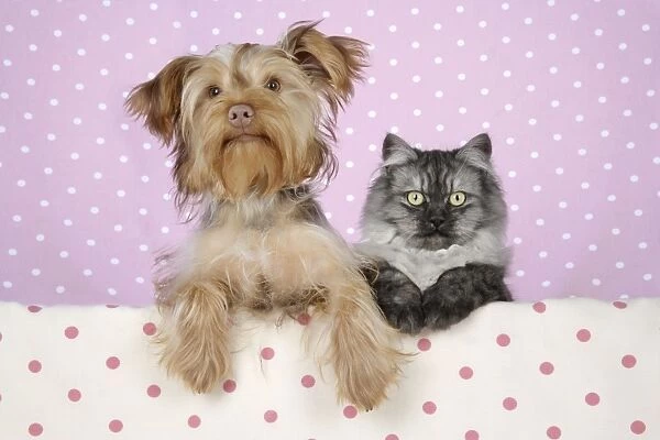 Cat & Dog - Chincilla X Persian. dark silver smoke with Poodle X Yorkshire Terrier dog Digital Manipulation: removed creases on background
