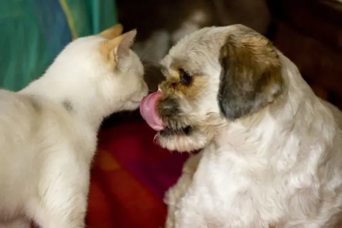 Framed Print : Cat and dog together - dog licking nose Framed Print : Cat and dog together - dog licking nose