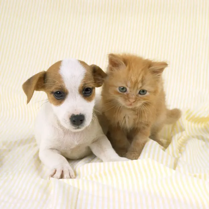 Framed Print : Cat & Dog- Ginger kitten & Jack Russell Terrier puppy Framed Print : Cat & Dog- Ginger kitten & Jack Russell Terrier puppy