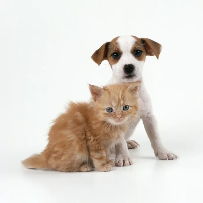 Framed Print : Cat & Dog Ginger Kitten & Jack Russell Terrier puppy