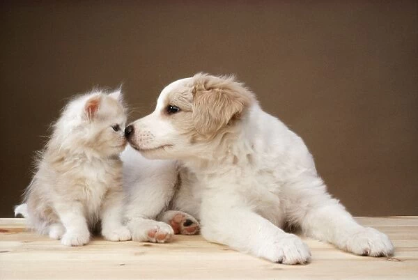 Cat & Dog - kitten & puppy kissing
