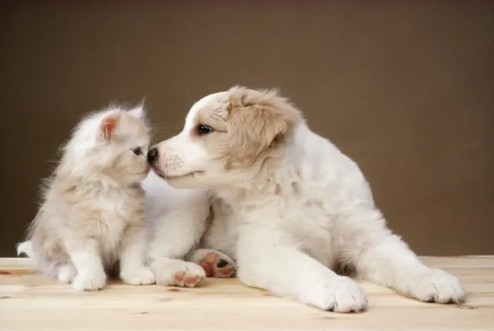 Framed Print : Cat & Dog - kitten & puppy kissing Framed Print : Cat & Dog - kitten & puppy kissing