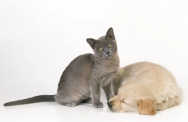 Cat & Dog - kitten & puppy lying together