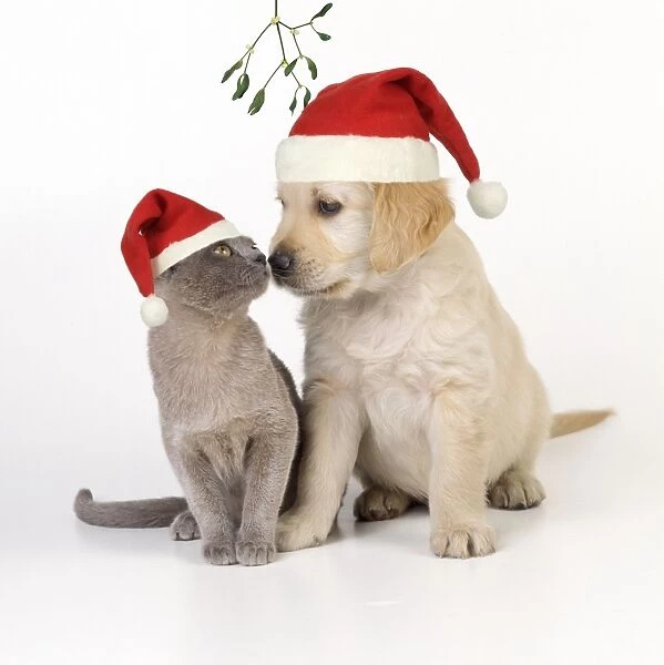 Cat & Dog - kitten & puppy nose to nose under mistletoe wearing Christmas hats Digital Manipulation Hats JD, Mistletoe JD