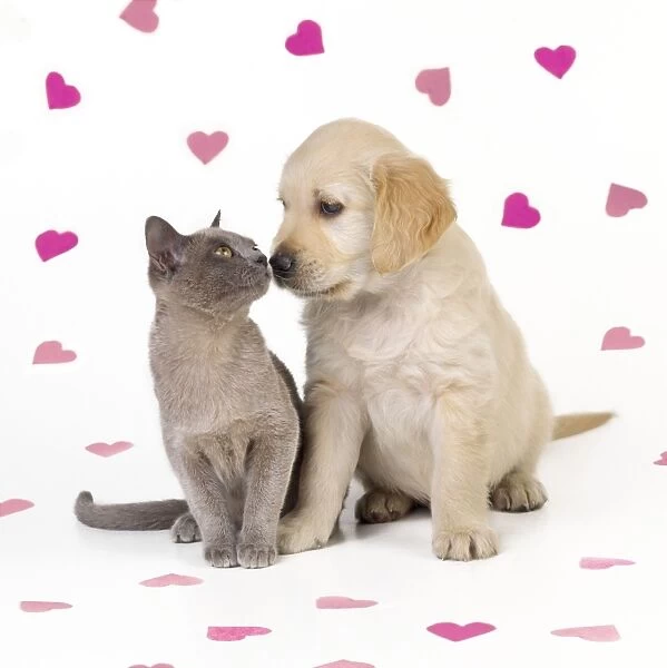 Cat & Dog - kitten & puppy nose to nose with pink hearts