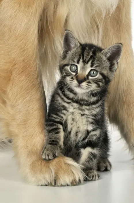 Framed Print : CAT & DOG. Kitten sat between golden retrievers legs Framed Print : CAT & DOG. Kitten sat between golden retrievers legs