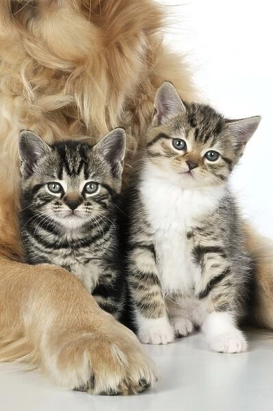 CAT & DOG. Kitten sat between golden retrievers legs