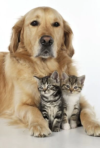 CAT & DOG. Kittens sat together between golden retrievers legs
