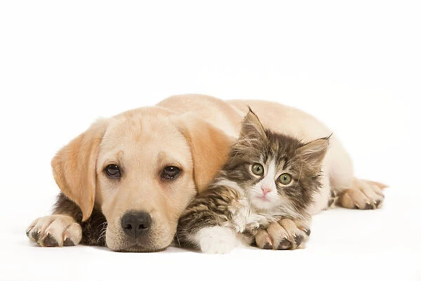 Cat & Dog - Labrador puppy and Norwegian Forest Cat kitten lying in studio