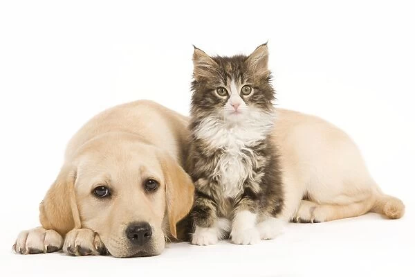 Cat & Dog - Labrador puppy and Norwegian Forest Cat kitten in studio