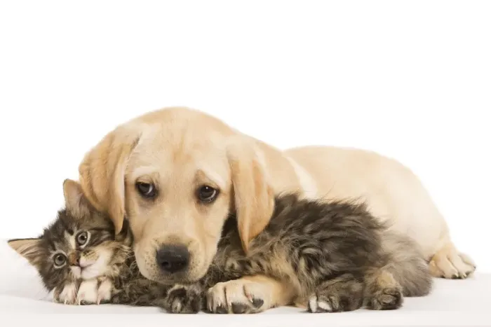 Framed Print : Cat & Dog - Labrador puppy and Norwegian Forest Cat kitten Framed Print : Cat & Dog - Labrador puppy and Norwegian Forest Cat kitten