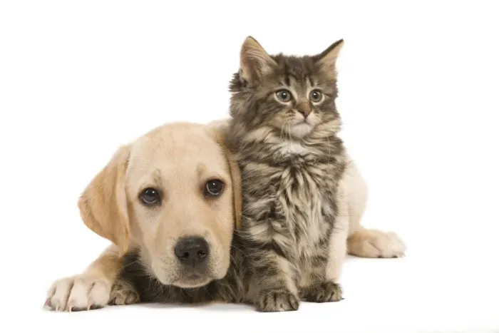 Framed Print : Cat & Dog - Labrador puppy and Norwegian Forest Cat kitten Framed Print : Cat & Dog - Labrador puppy and Norwegian Forest Cat kitten