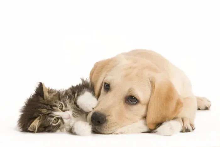 Framed Print : Cat & Dog - Labrador puppy and Norwegian Forest Cat kitten lying in studio Framed Print : Cat & Dog - Labrador puppy and Norwegian Forest Cat kitten lying in studio