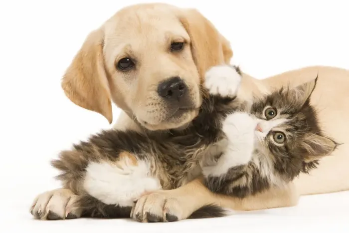 Framed Print : Cat & Dog - Labrador puppy and Norwegian Forest Cat kitten lying in studio Framed Print : Cat & Dog - Labrador puppy and Norwegian Forest Cat kitten lying in studio