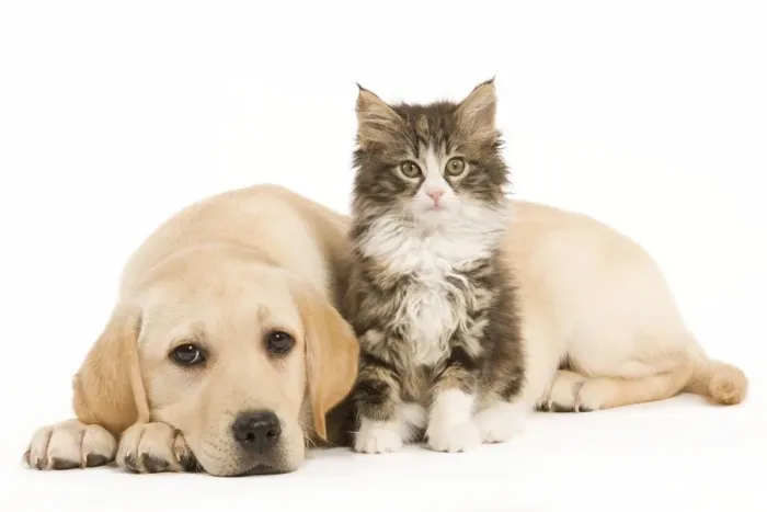 Framed Print : Cat & Dog - Labrador puppy and Norwegian Forest Cat kitten in studio Framed Print : Cat & Dog - Labrador puppy and Norwegian Forest Cat kitten in studio