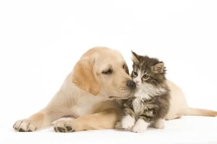 Framed Print : Cat & Dog - Labrador puppy and Norwegian Forest Cat kitten in studio Framed Print : Cat & Dog - Labrador puppy and Norwegian Forest Cat kitten in studio