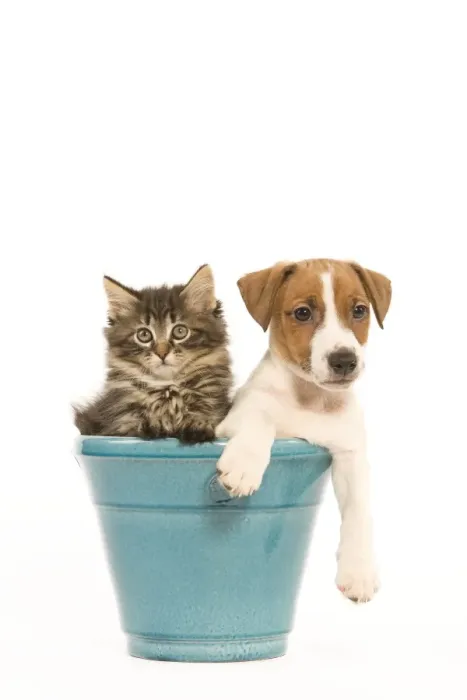 Framed Print : Cat & Dog - Norwegian Forest Cat kitten with Jack Russell puppy in blue flowerpot Framed Print : Cat & Dog - Norwegian Forest Cat kitten with Jack Russell puppy in blue flowerpot
