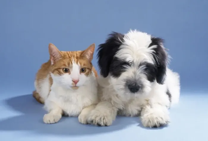 Framed Print : Cat - with Dog, puppy Framed Print : Cat - with Dog, puppy