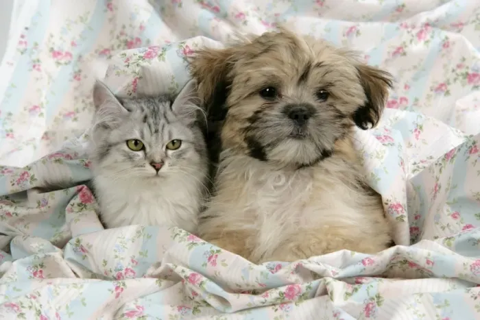 Framed Print : CAT & DOG. Tiffanie with Lhasa Apso cross puppy Framed Print : CAT & DOG. Tiffanie with Lhasa Apso cross puppy