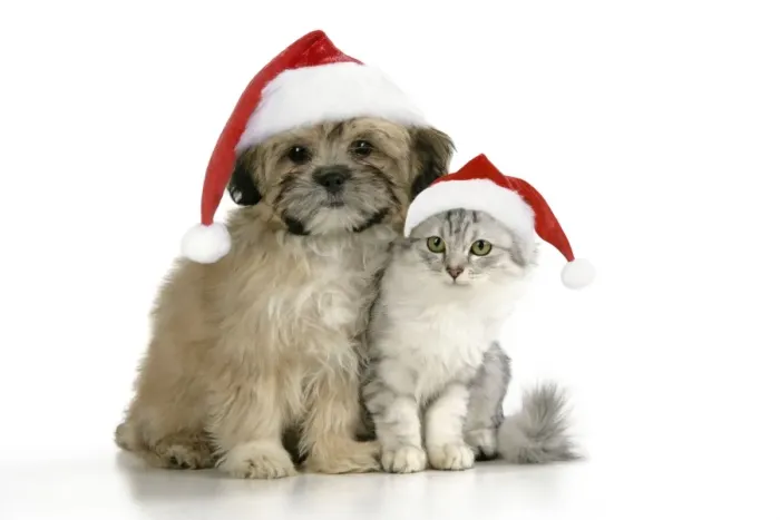 Framed Print : CAT & DOG. Tiffanie with Lhasa Apso cross puppy wearing Christmas hats Digital Manipulation: Christmas hats (JD) Framed Print : CAT & DOG. Tiffanie with Lhasa Apso cross puppy wearing Christmas hats Digital Manipulation: Christmas hats (JD)
