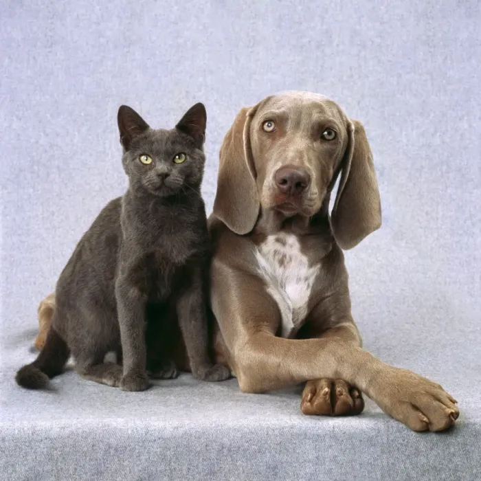 Framed Print : Cat & Dog Weimaraner Dog & Blue Cat Digital Manipulation: removed creases in background Framed Print : Cat & Dog Weimaraner Dog & Blue Cat Digital Manipulation: removed creases in background