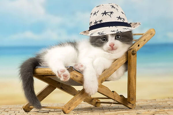 Cat ~ Domestic lying in a deckchair wearing a hat on holiday