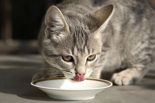 Cat - drinking from saucer