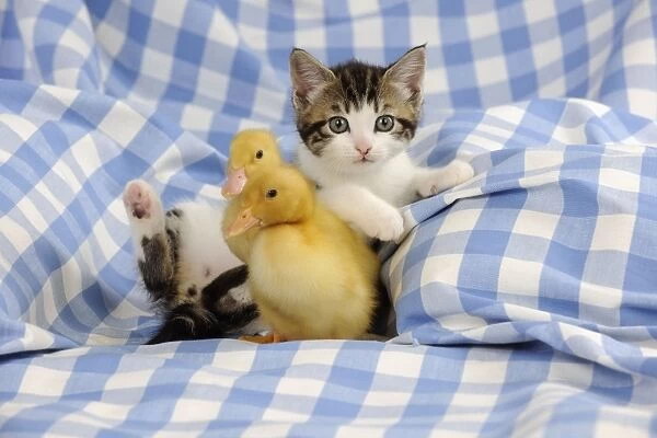 CAT & DUCK. Kitten laying on back next to two ducklings sitting