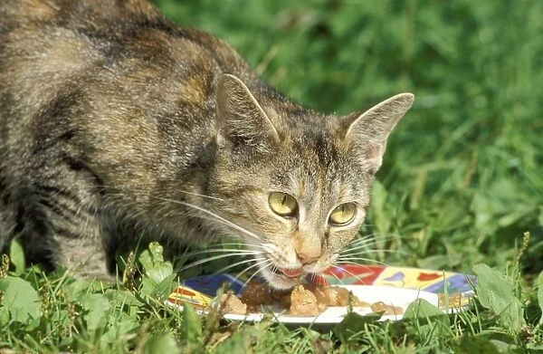 Cat Eating outside on grass