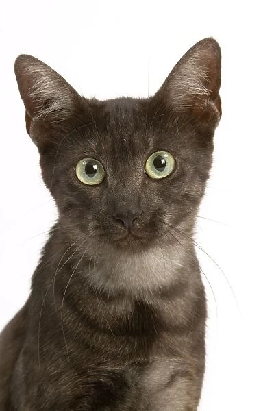 Cat - Egyptian Mau